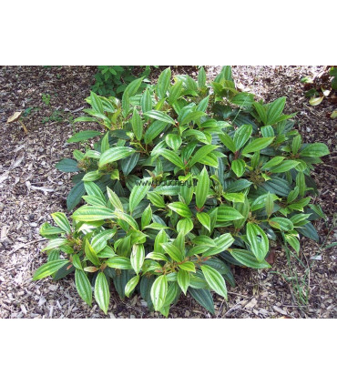 VIBURNUM davidii / VIORNE DAVIDII