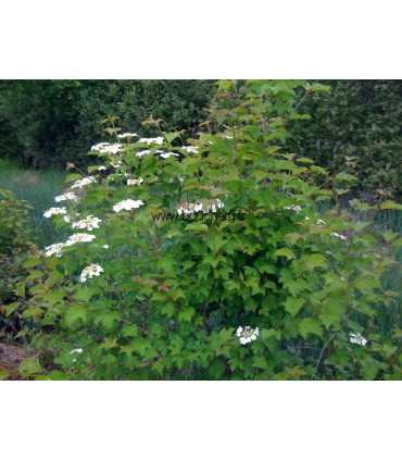 VIBURNUM opulus / VIORNE OBIER