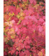 VIBURNUM opulus / VIORNE OBIER