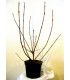 VIBURNUM opulus / VIORNE OBIER