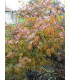 ACER palmatum / ERABLE PALMATUM VERT