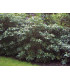 RHODODENDRON  rouge