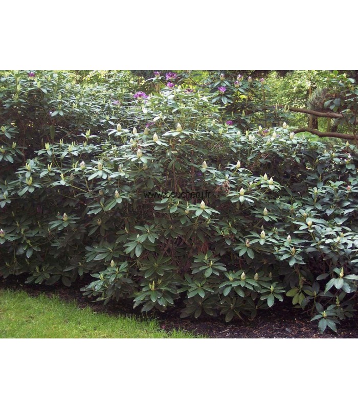RHODODENDRON rouge
