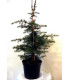 CEDRUS libani / CEDRE DU LIBAN