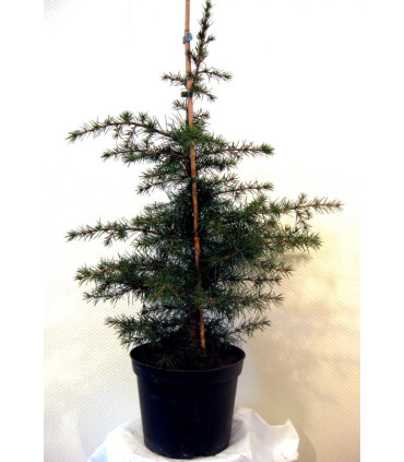 CEDRUS libani / CEDRE DU LIBAN