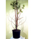 TAXODIUM distichum / CYPRES CHAUVE