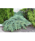 JUNIPERUS squamata Blue Carpet / GENEVRIER BLUE CARPET