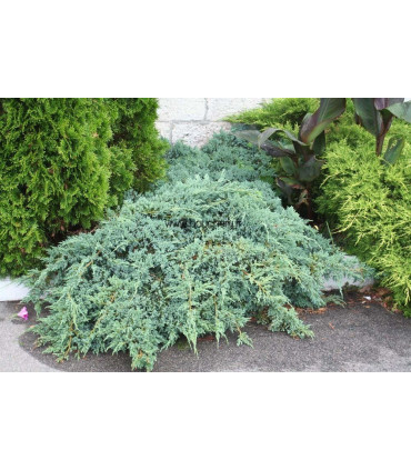 JUNIPERUS squamata Blue Carpet / GENEVRIER BLUE CARPET