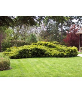 JUNIPERUS pfitzeriana Aurea / GENEVRIER DE PFITZER DORE