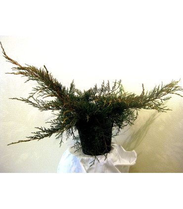 JUNIPERUS pfitzeriana Aurea / GENEVRIER DE PFITZER DORE