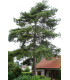 PINUS laricio Corsicana / PIN LARICIO DE CORSE
