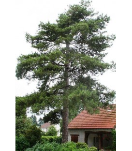 PINUS laricio Corsicana / PIN LARICIO DE CORSE