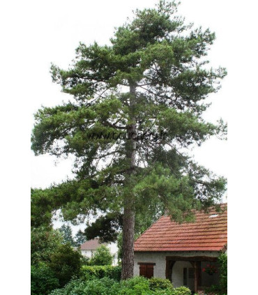 PINUS laricio Corsicana / PIN LARICIO DE CORSE