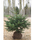 ABIES nordmanniana / SAPIN DE NORDMANN