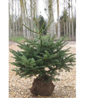 ABIES nordmanniana / SAPIN DE NORDMANN