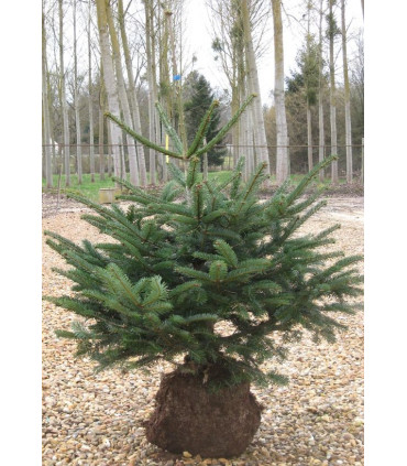 ABIES nordmanniana / SAPIN DE NORDMANN