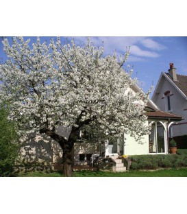 Cerisier Early Rivers