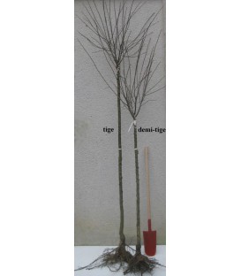 Bigarreau Géant de Hedelfingen