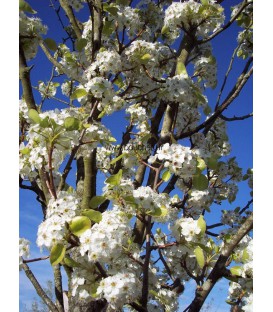 Poirier Louise Bonne d'Avranches