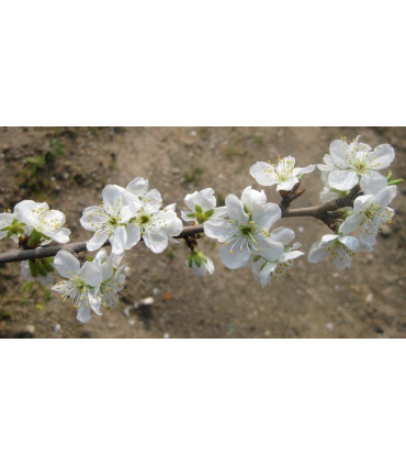 Prunier Mirabelle de Nancy