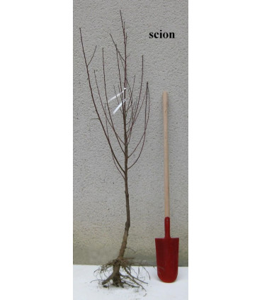Brugnon blanc Nectarose