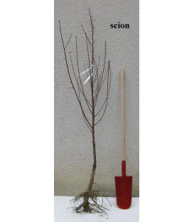 Pêcher blanc Pêche de vigne