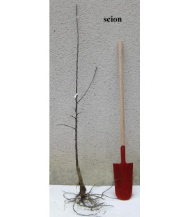 Pommier Reinette Blanche du Canada