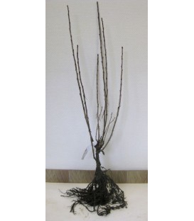 Groseillier à grappes - fruits blancs