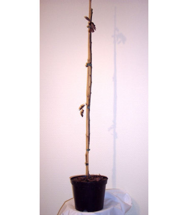 SORBUS domestica / CORMIER