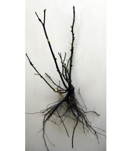 Rosier Buisson Chrysler Impérial