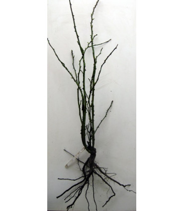 Rosier Grimpant Landora®
