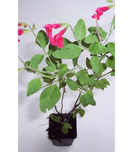 SALVIA microphylla (grahamii) / SAUGE