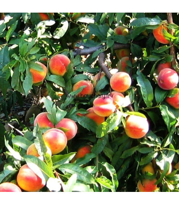 Pêcher Sanguine