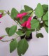 SALVIA microphylla (grahamii) / SAUGE