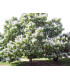 CATALPA bignonioides / CATALPA COMMUN