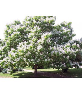 CATALPA bignonioides / CATALPA COMMUN