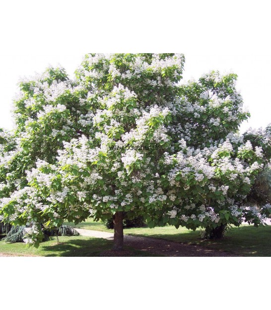Catalpa Pépinières Bauchery