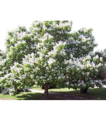 CATALPA bignonioides / CATALPA COMMUN