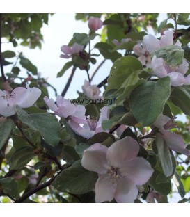 Cognassier Géant de Vranja