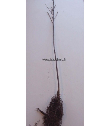 RHAMNUS frangula / BOURDAINE