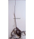 PRUNUS padus / CERISIER A GRAPPES