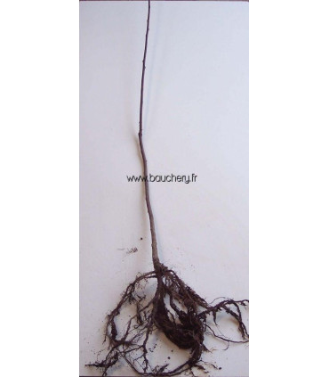 PRUNUS padus / CERISIER A GRAPPES