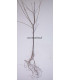 PRUNUS mahaleb / CERISIER SAINTE LUCIE