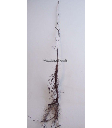QUERCUS palustris / CHENE DES MARAIS