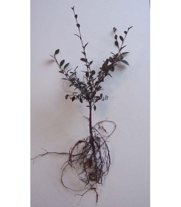 COTONEASTER lacteus