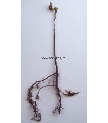 SORBUS domestica / CORMIER