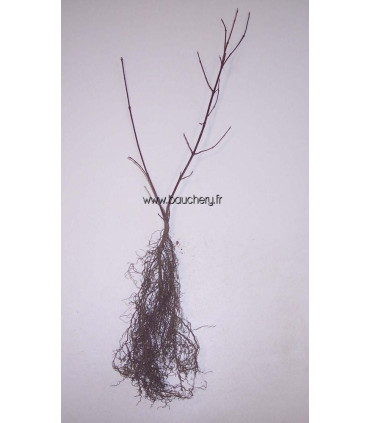 CORNUS sanguinea / CORNOUILLER SANGUIN