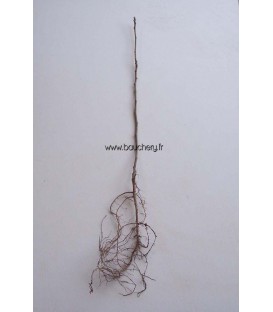 LABURNUM anagyroides / CYTISE