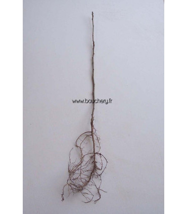 LABURNUM anagyroides / CYTISE