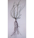 ROSA canina / EGLANTIER